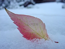 工作表,雪,秋季