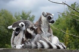 狐猴,猴子,動(dòng)物園