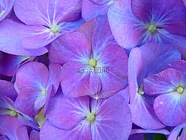 八仙花,開花,花序