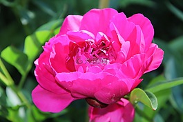 春天,開(kāi)花,牡丹