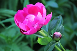 春天,開(kāi)花,牡丹