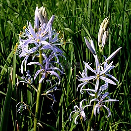 chionodoxa luciliae,指出花,开花