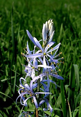 chionodoxa luciliae,指出花,开花