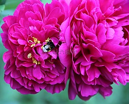 春天,鮮花,牡丹