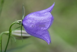 在虹膜,花,时钟