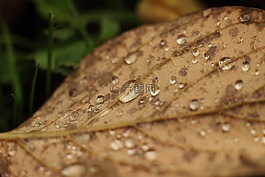 葉子,一滴水,雨