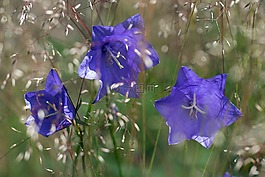 在虹膜,时钟,花