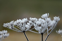 霜,植物,性質(zhì)