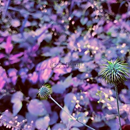 花,美,性質(zhì)