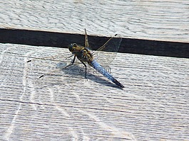 蜻蜓,昆蟲(chóng),翼