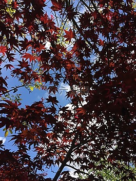 天空,楓,云