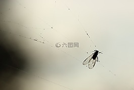 飛,蜘蛛網(wǎng),背光