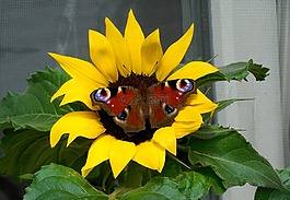 太陽(yáng)花,蝴蝶,夏季