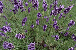 熏衣草,鲜花,紫色