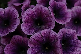 矮牽牛,鮮花,紫
