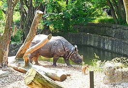 犀牛,動(dòng)物園,夏季