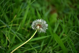 秋季,蒲公英,廠