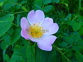 野生玫瑰,粉紅色,開花