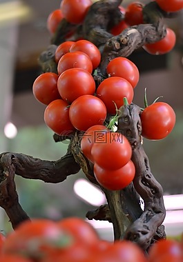 蔬菜,食品,西紅柿