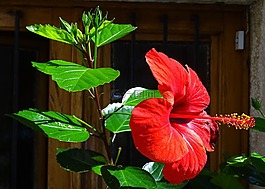 芙蓉,性質,花