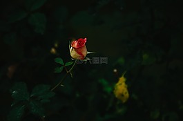玫瑰,花,花的