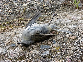 死鳥,符號,隱喻