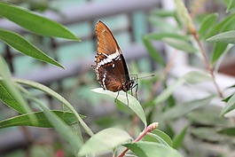 蝴蝶,植物園,關(guān)閉