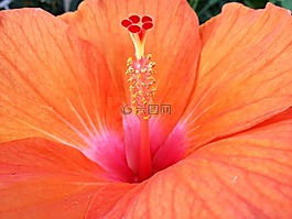橙色芙蓉,花卉,性質(zhì)