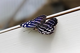 蝴蝶,植物園,關(guān)閉