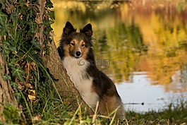 狗,sheltie,树