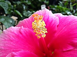 芙蓉,花卉,性質