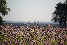 景觀,蜜蜂,季節(jié)