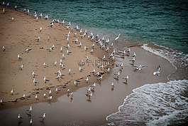 海灘,鳥(niǎo),海洋