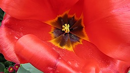 花,郁金香,紅色