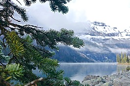 枝杈,露水,湖