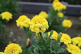 鲜花,万寿菊,黄色