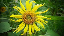 向日葵,鮮花,黃色