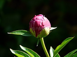 牡丹,芽,植物群