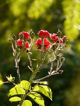玫瑰,玫瑰花,開花