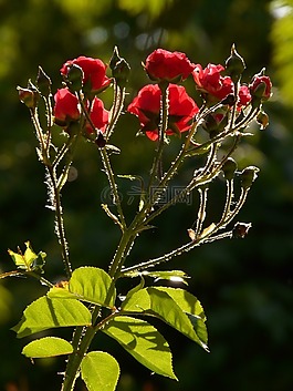 玫瑰,玫瑰花,開花