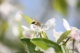 蜜蜂,花,授粉