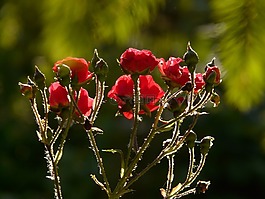 玫瑰,玫瑰花,開花