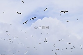 飆升,飛行,鳥