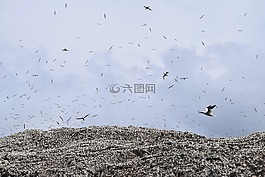 飛行,飆升,殖民地