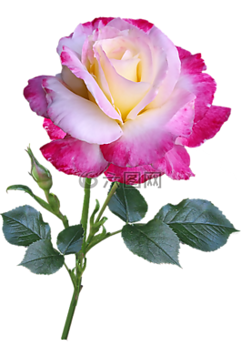 玫瑰,花,干
