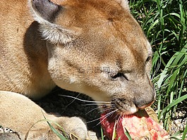 貓的,美洲獅,野生動物