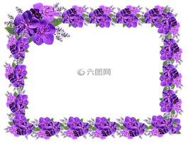 帧,边境,紫色的花