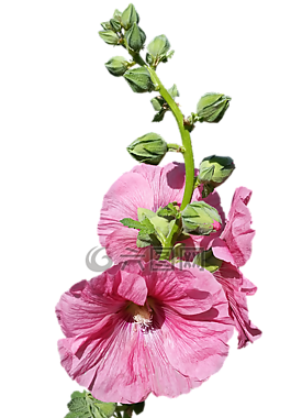蜀葵,干,粉紅色