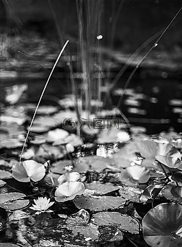 池,蓮花,水