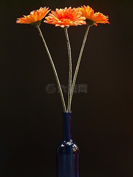 非洲菊,花,廠